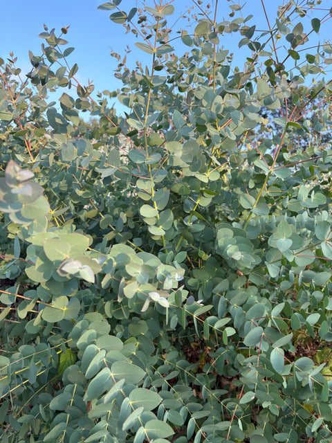 Eucalyptus - 30cm