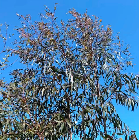Eucalyptus - 30cm